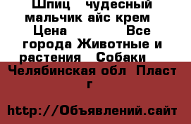 Шпиц - чудесный мальчик айс-крем › Цена ­ 20 000 - Все города Животные и растения » Собаки   . Челябинская обл.,Пласт г.